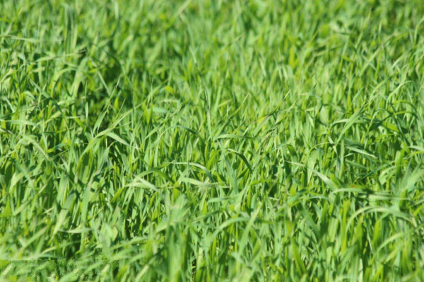 加強農業氣象監測的意義 加強農業氣象監測的意義