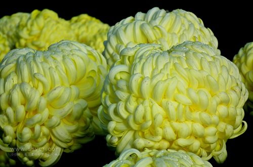 一朵菊花開(kāi)出七種顏色?用手持氣象站促進(jìn)菊花的種植 一朵菊花開(kāi)出七種顏色?用手持氣象站促進(jìn)菊花的種植